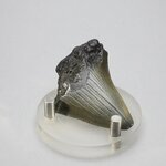 Fossilised Megalodon Tooth ~50mm