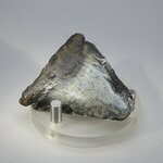 Fossilised Megalodon Tooth ~50mm