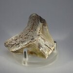 Fossilised Megalodon Tooth ~50mm