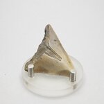 Fossilised Megalodon Tooth ~50mm