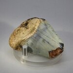 Fossilised Megalodon Tooth ~51mm