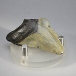 Fossilised Megalodon Tooth ~51mm
