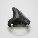 Fossilised Megalodon Tooth ~52mm
