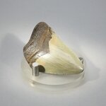 Fossilised Megalodon Tooth ~52mm