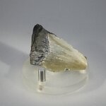 Fossilised Megalodon Tooth ~52mm