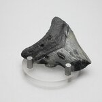 Fossilised Megalodon Tooth ~53mm