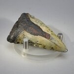 Fossilised Megalodon Tooth ~53mm
