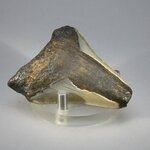Fossilised Megalodon Tooth ~54mm