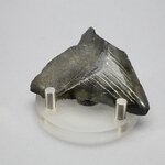 Fossilised Megalodon Tooth ~54mm