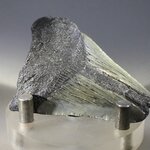Fossilised Megalodon Tooth ~55mm
