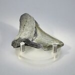 Fossilised Megalodon Tooth ~55mm