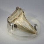 Fossilised Megalodon Tooth ~55mm