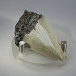 Fossilised Megalodon Tooth ~55mm