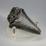 Fossilised Megalodon Tooth ~55mm