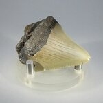 Fossilised Megalodon Tooth ~55mm