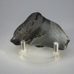 Fossilised Megalodon Tooth ~55mm