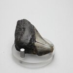 Fossilised Megalodon Tooth ~56mm
