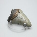 Fossilised Megalodon Tooth ~57mm