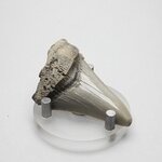 Fossilised Megalodon Tooth ~58mm