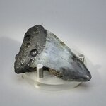 Fossilised Megalodon Tooth ~60mm
