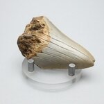 Fossilised Megalodon Tooth ~61mm