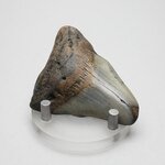Fossilised Megalodon Tooth ~61mm