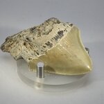 Fossilised Megalodon Tooth ~62mm