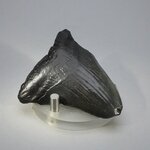 Fossilised Megalodon Tooth ~62mm