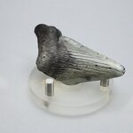 Fossilised Megalodon Tooth ~62mm