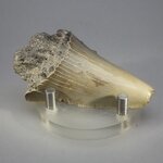 Fossilised Megalodon Tooth ~63mm