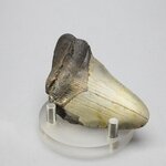 Fossilised Megalodon Tooth ~64mm