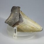 Fossilised Megalodon Tooth ~64mm