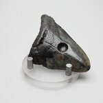 Fossilised Megalodon Tooth ~65mm