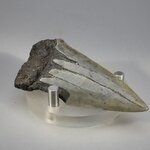 Fossilised Megalodon Tooth ~65mm