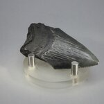 Fossilised Megalodon Tooth ~65mm