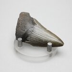 Fossilised Megalodon Tooth ~65mm