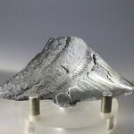 Fossilised Megalodon Tooth ~66mm