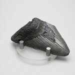Fossilised Megalodon Tooth ~70mm