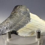 Fossilised Megalodon Tooth ~70mm