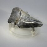Fossilised Megalodon Tooth ~70mm