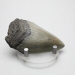 Fossilised Megalodon Tooth ~72mm