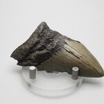 Fossilised Megalodon Tooth ~73mm