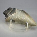 Fossilised Megalodon Tooth ~73mm