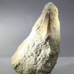 Fossilised Mosasaur Tooth on Matrix ~105 x 65mm