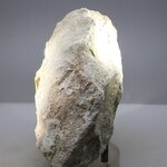 Fossilised Mosasaur Tooth on Matrix ~ 105 x 85mm