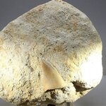 Fossilised Mosasaur Tooth on Matrix ~125 x 105mm
