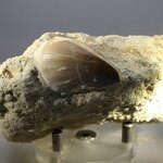 Fossilised Mosasaur Tooth on Matrix ~95 x 95mm