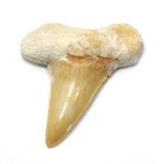 Fossilised Otodus Shark Tooth - Large