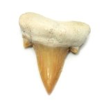 Fossilised Otodus Shark Tooth - Medium
