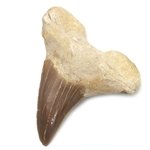 Fossilised Otodus Shark Tooth - Extra Large